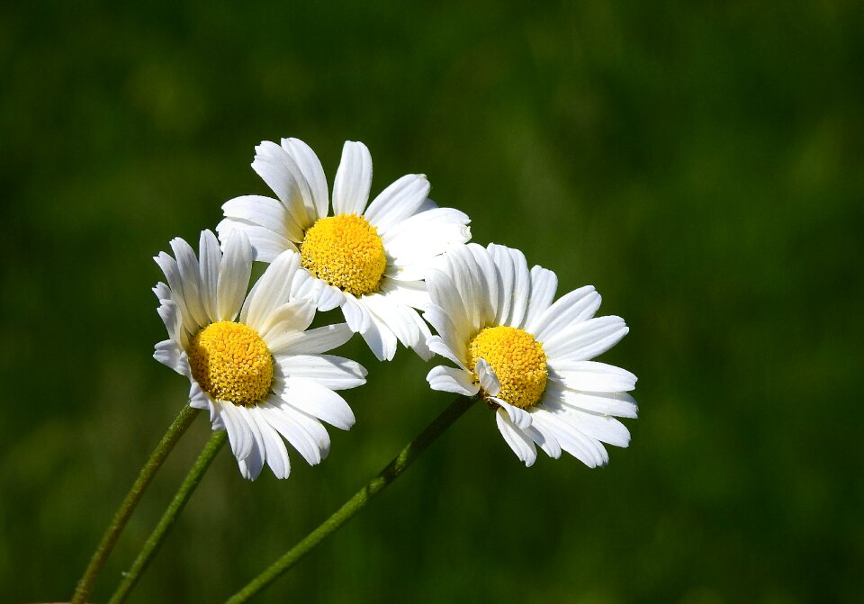 Beauty spring meadow