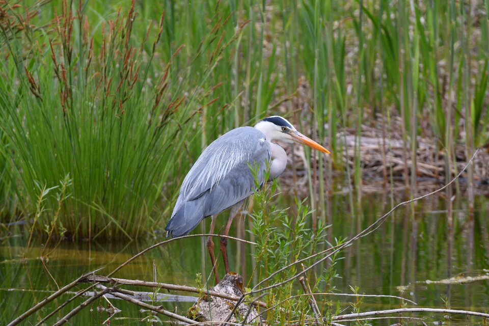 Animal world marsh animal