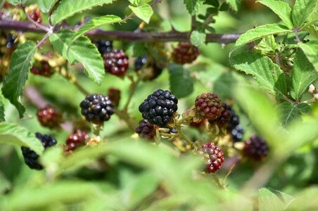 Natural blackberries wild fruits
