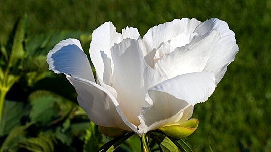 Bloom spring white splendour photo