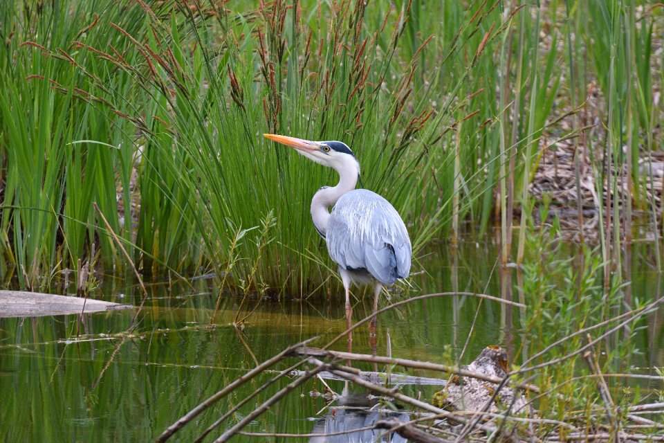Animal world marsh animal