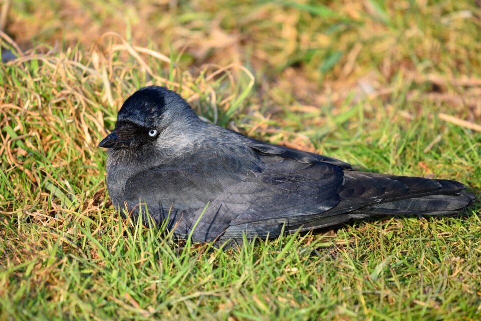 Corvidae intelligent smart