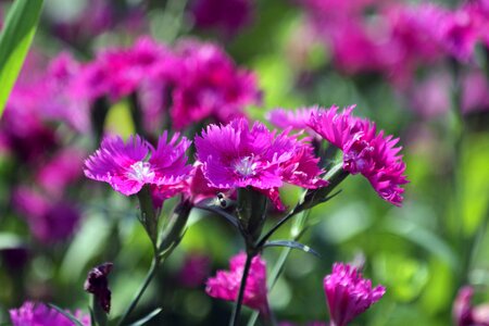 Flower bed gardening garden