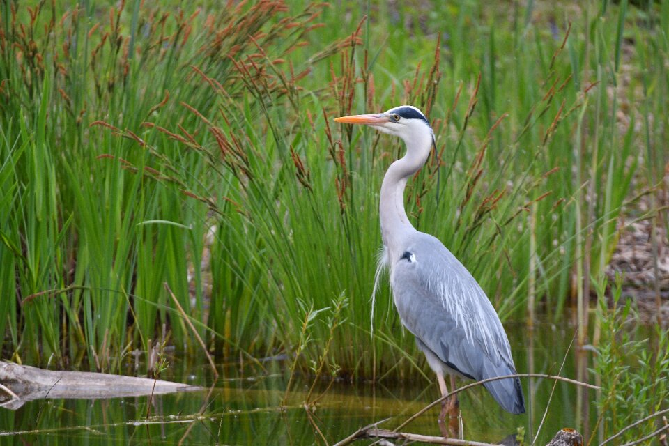 Animal world marsh animal