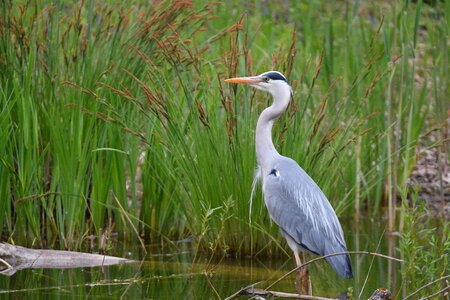 Animal world marsh animal photo