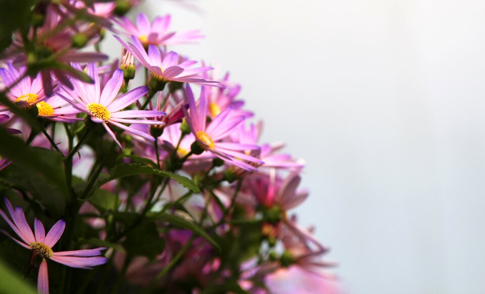 Flowers plant daisy