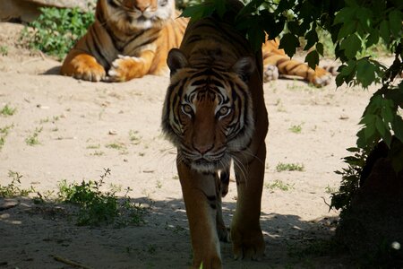 Tiger predator dangerous photo
