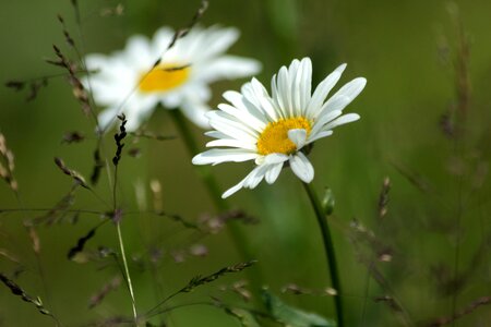 Flowers of the field two closeup photo