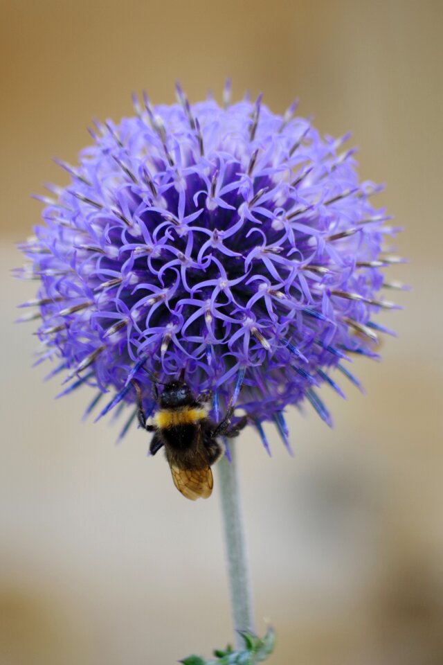 Insect nature blossom photo