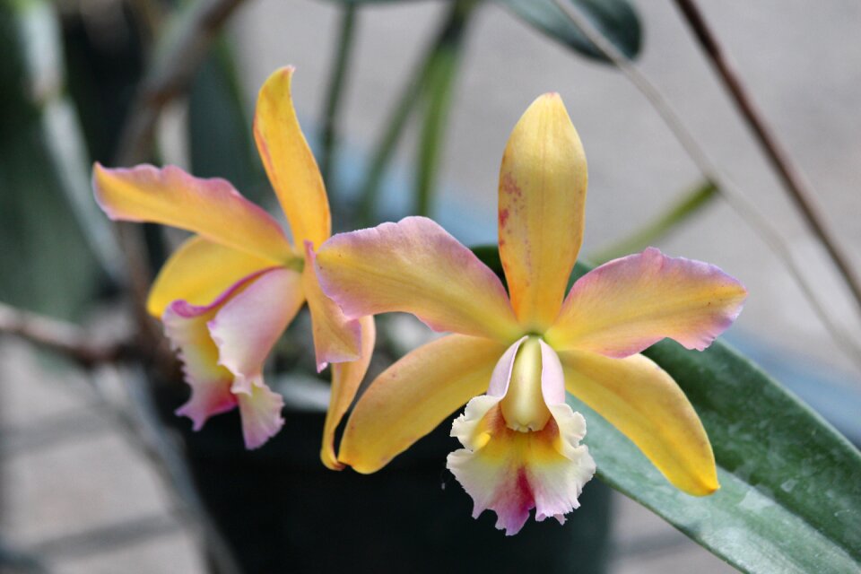 Bloom plant closeup