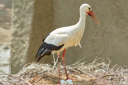 Scrim animal world bird photo