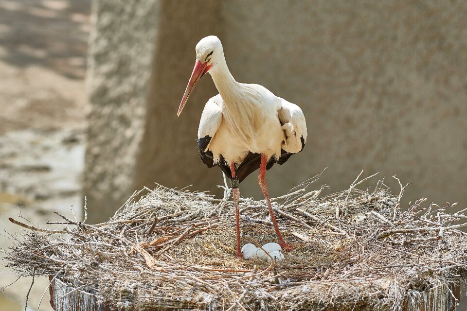 Scrim animal world bird