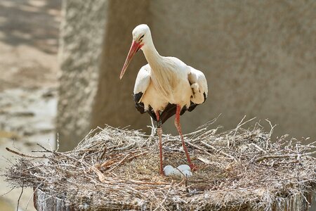 Scrim animal world bird