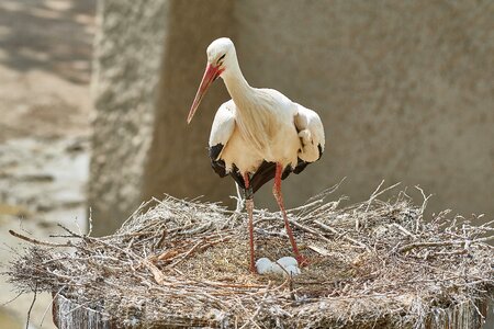 Scrim animal world bird photo