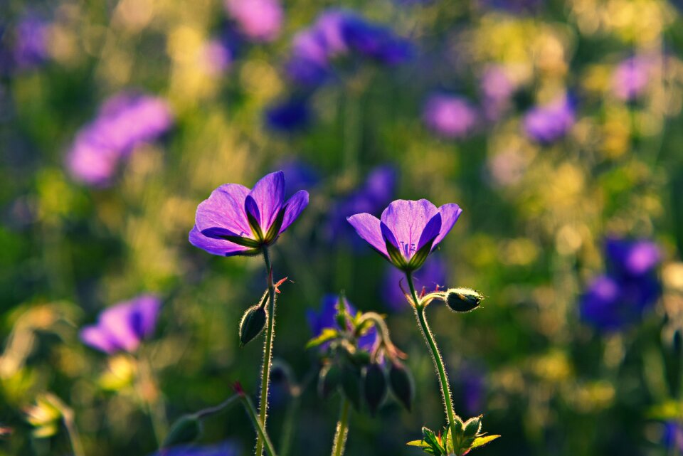 Plant purple backlight