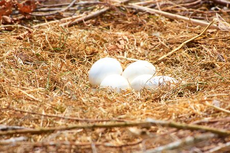 Scrim animal world bird photo