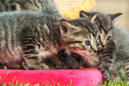 Playful explore kitten