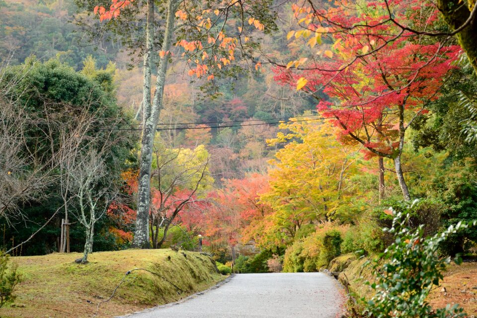 Red forest leaves