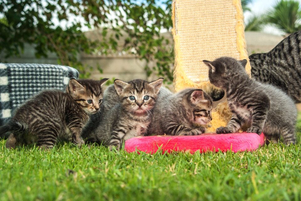 Playful explore kitten