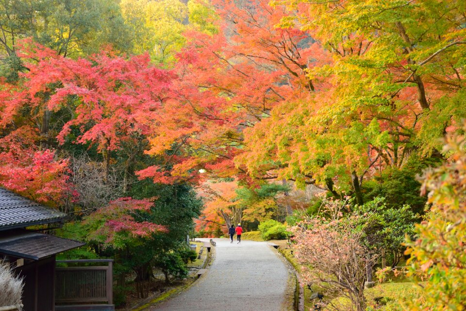 Red forest leaves