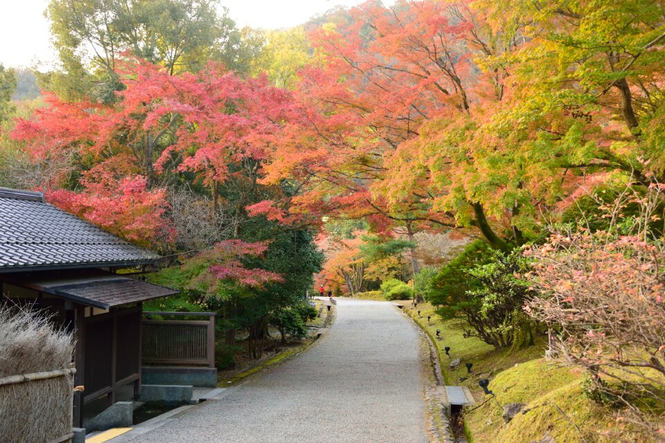 Red forest leaves