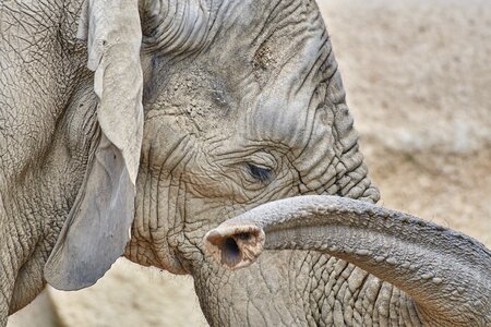 Nature grey tusks