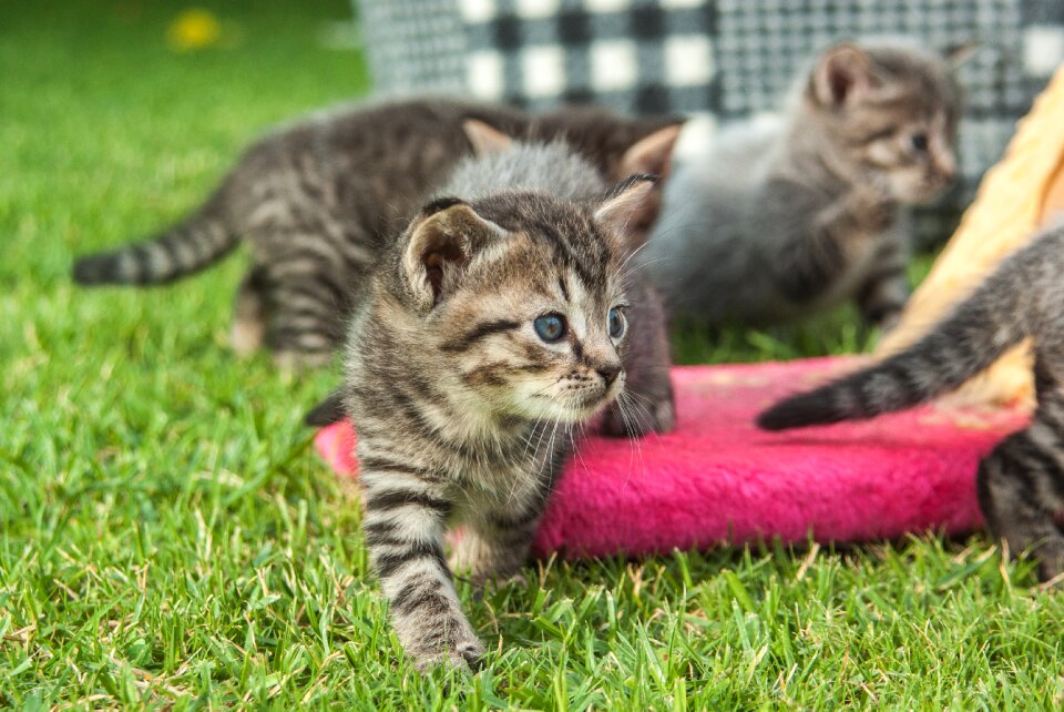 Playful explore kitten