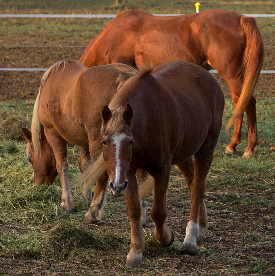 Brown mane close up