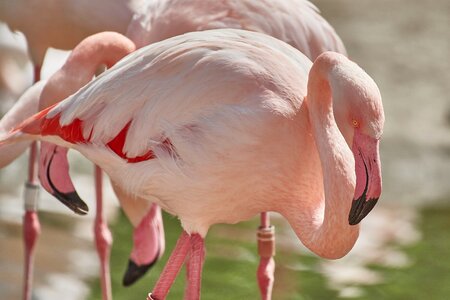 Animal animal world wing