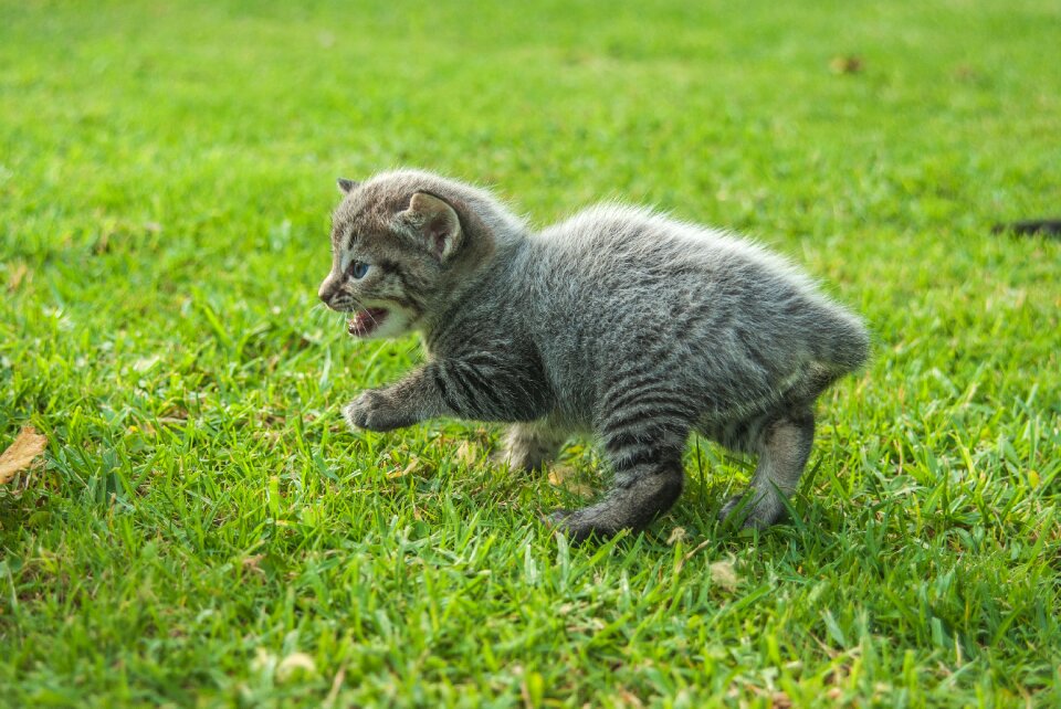 Playful explore kitten