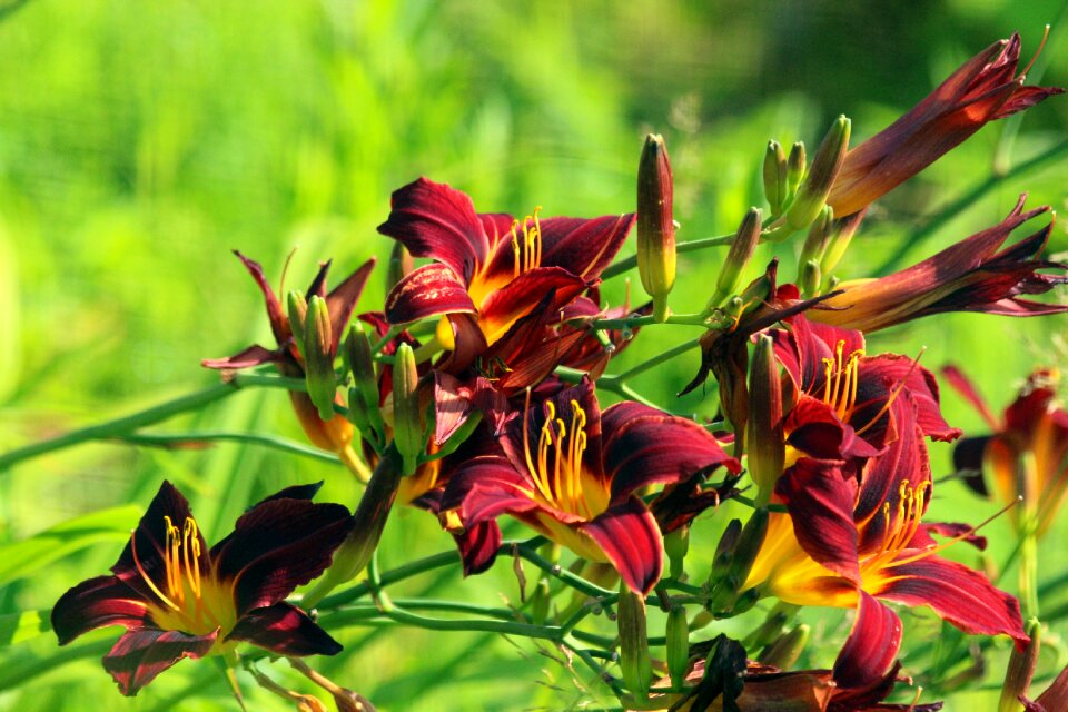 Plants summer garden