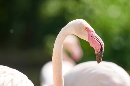Animal animal world wing