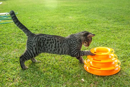 Playful explore kitten