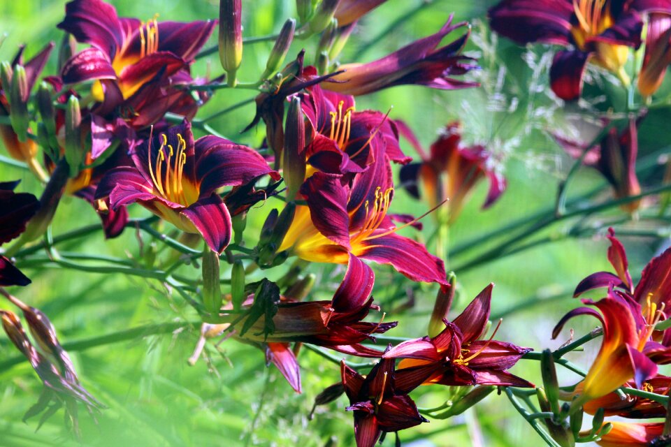 Plants summer garden
