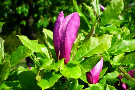 Flower magnolia garden