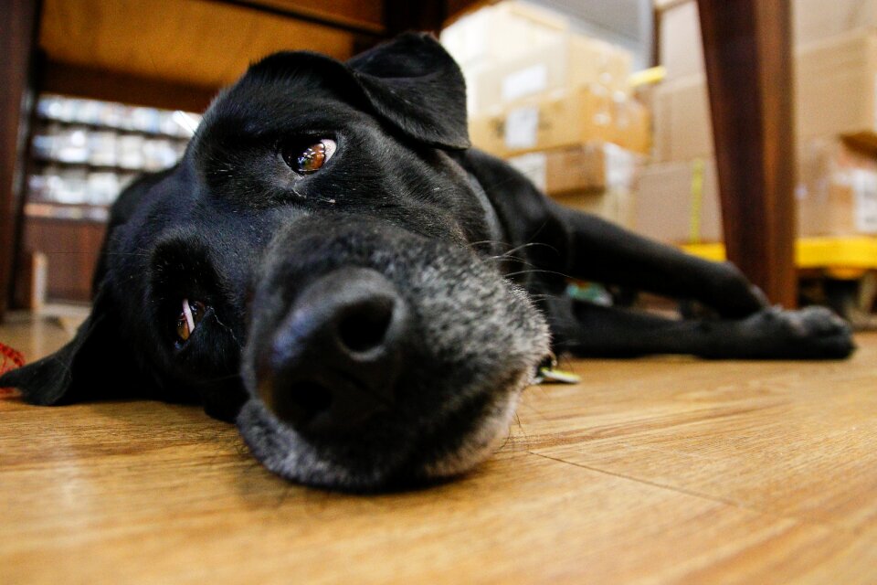 Taiwan the black dog indoor