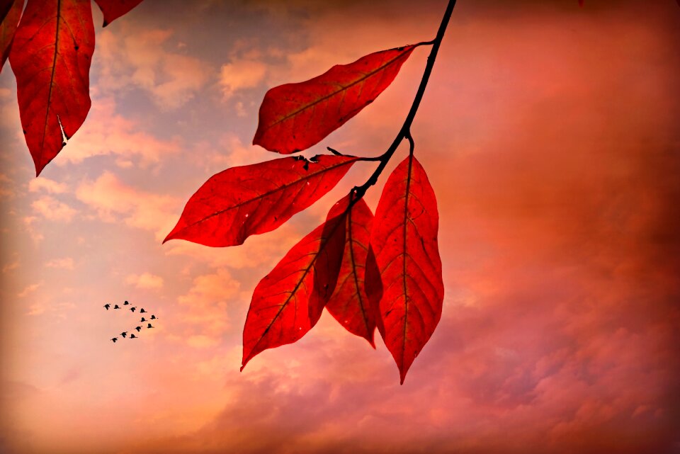 Twig foliage colorful