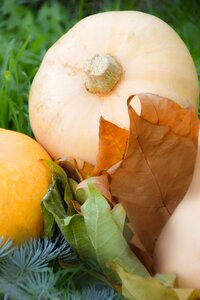 Fall halloween food