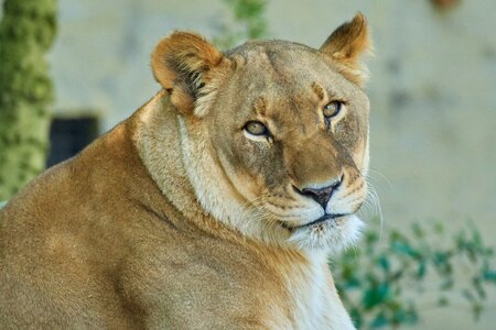 Animal world cat nature
