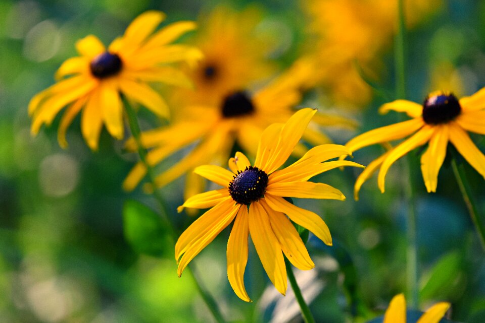 Plant bloom sunflower family cone flower