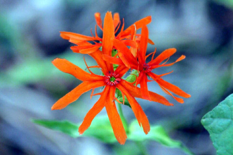 Bright orange scarlet