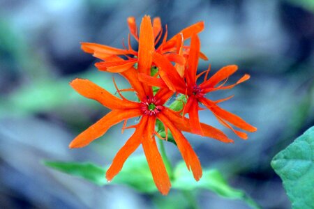 Bright orange scarlet