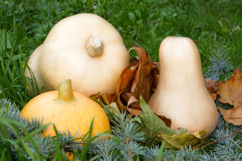 Fall halloween food