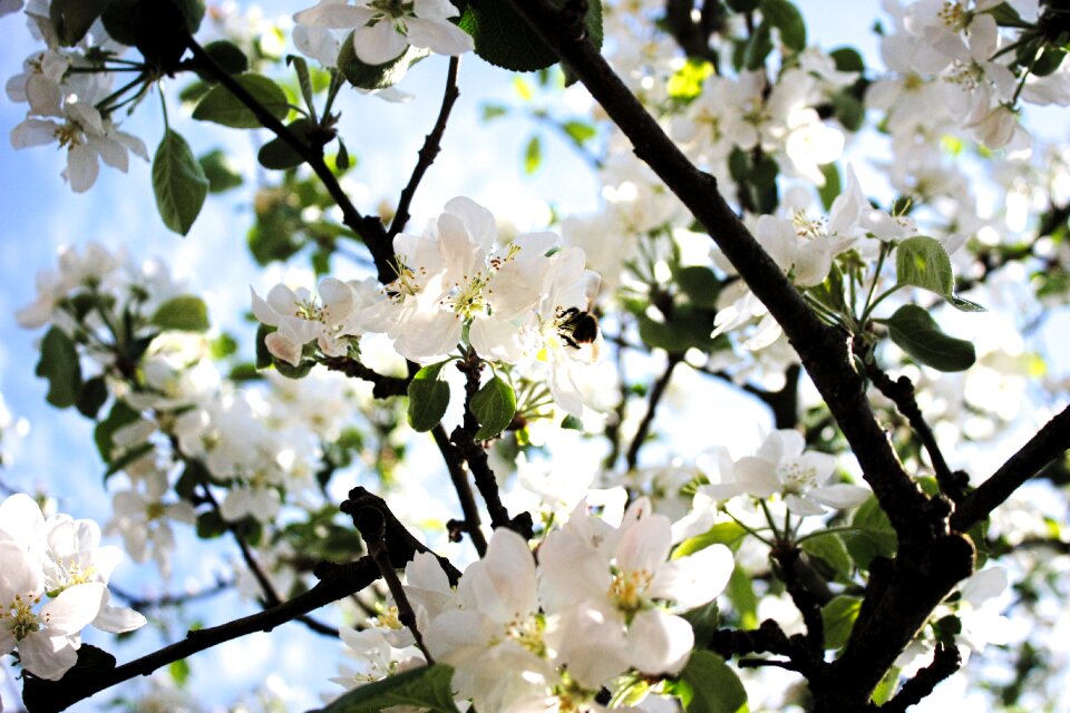 Green sunlight white