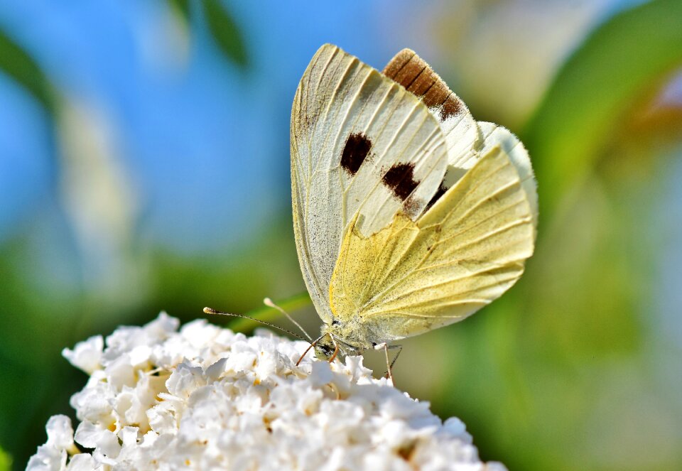 Flight insect butterflies wing
