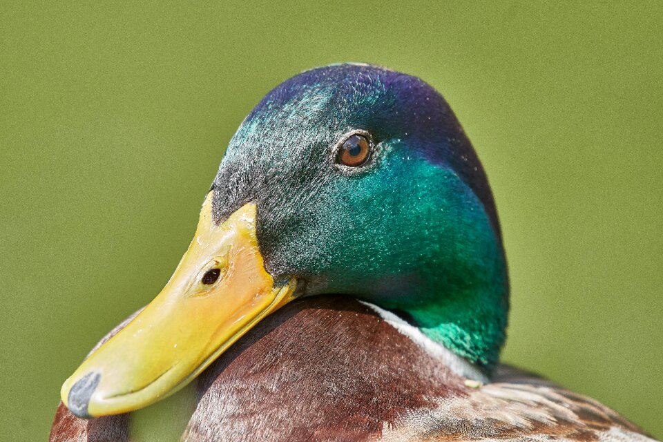 Bird animal world animal