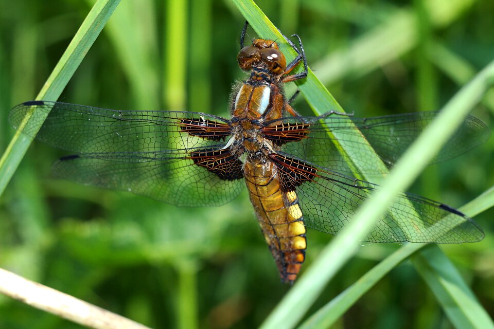 Nature dragonflies closeup
