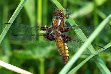 Nature dragonflies closeup
