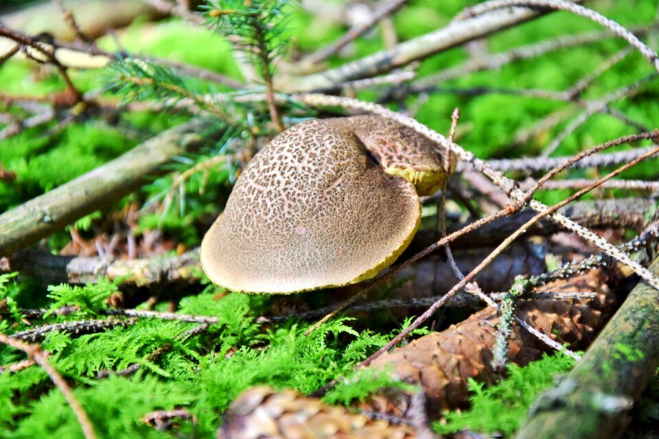 Hat forest floor ground
