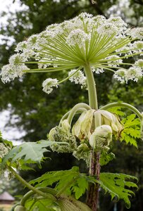 Nature toxic plant